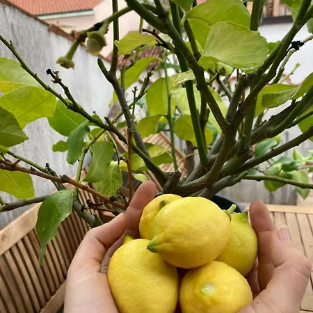 Charmantes Altstadthaus Mit Dachterrasse